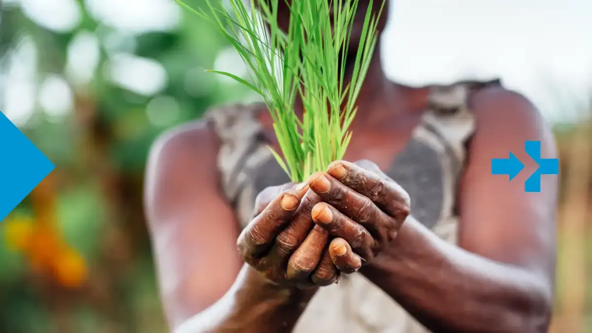 Agricultora africana sosteniendo brotes de arroz en sus manos