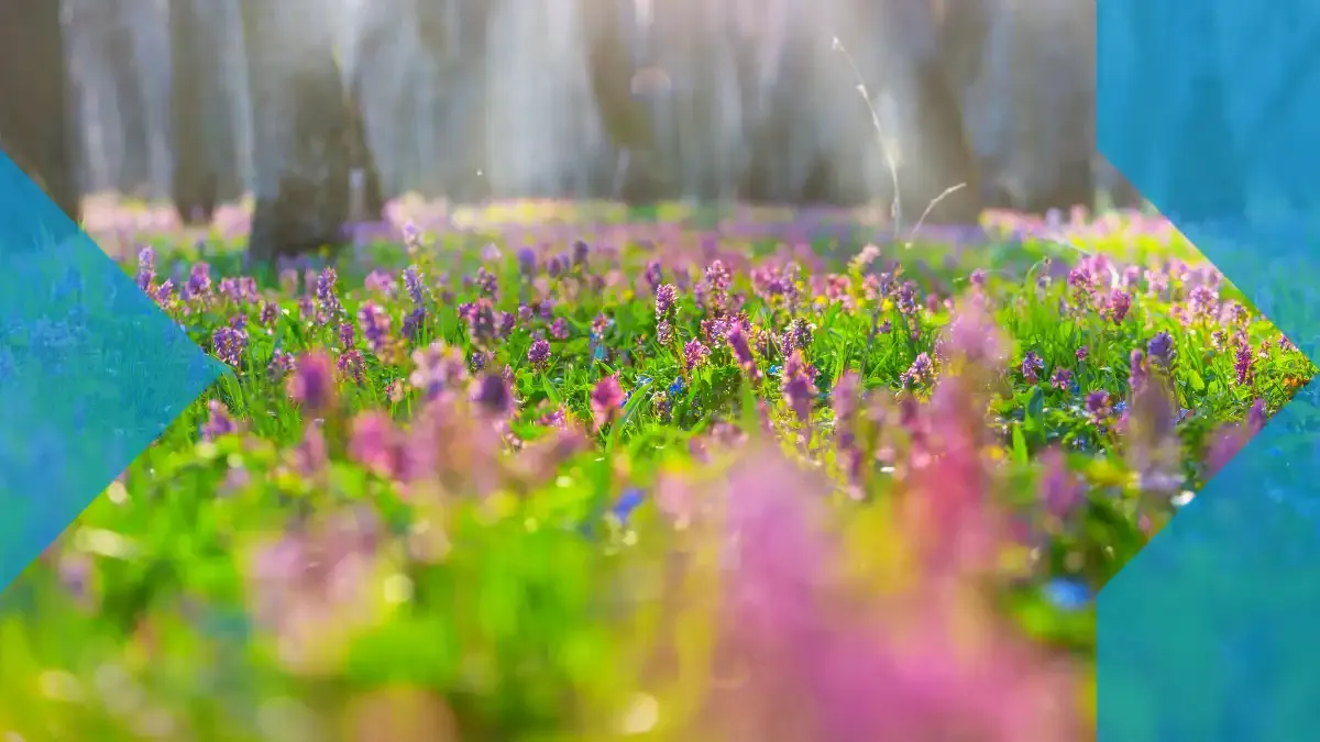 Sonnenlicht über einem Frühlingsfeld mit violetten Blumen, als Symbol für Erneuerung, Nähe und dafür, wie sendvalu Familien dabei hilft, über Grenzen hinweg verbunden zu bleiben.